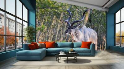 kudu Wall mural