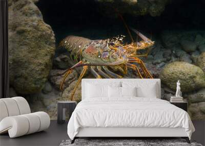 Panulirus argus lobster Wall mural