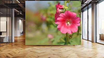 Close up large flower with red and pink color is fully blooming on blurred background Wall mural