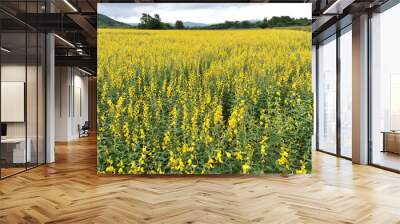 Sunhemp or Crotalaria juncea,Madras hemp,field with mountain view background.is a tropical Asian plant It bears yellow flowers and elongate, alternate leaves Wall mural