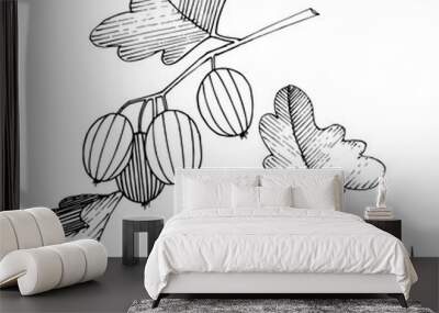 Vector. Black and white engraved ink art. Isolated gooseberry il Wall mural