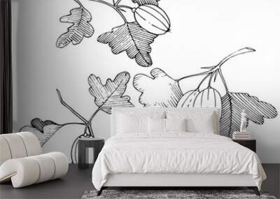 Vector. Black and white engraved ink art. Isolated gooseberry il Wall mural