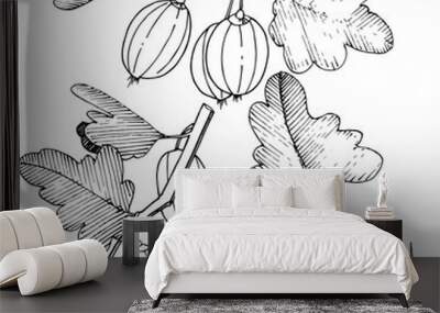 Vector. Black and white engraved ink art. Isolated gooseberry il Wall mural