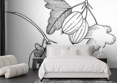 Vector. Black and white engraved ink art. Isolated gooseberry il Wall mural