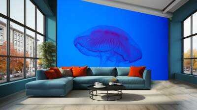 Jellyfish swimming in blue waters Wall mural