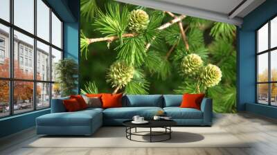 young larch cones, larch tree Wall mural