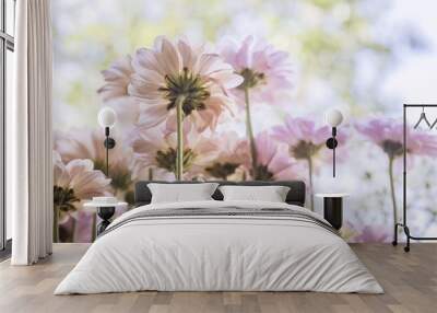 cosmos flowers with soften filter Wall mural