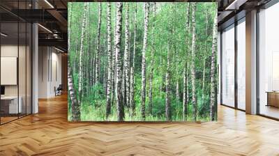 Beautiful birch trees in summer Wall mural