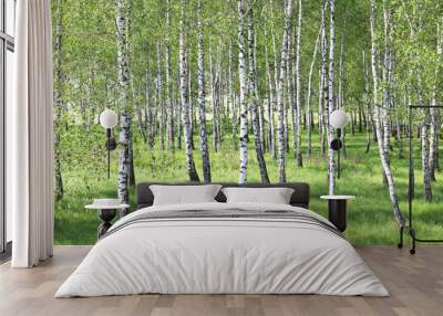 Beautiful birch trees with white birch bark in birch grove among other birch trees Wall mural