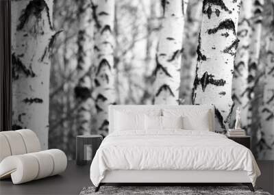 Black and white photo of black and white birches in birch grove with birch bark between other birches Wall mural