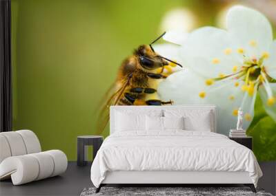 A honey bee takes nectar from a spring white cherry flower. Close-up of an insect on a background of blossom and greenery  Wall mural