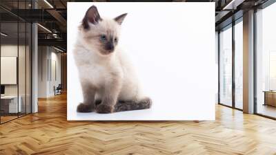 A small blue-eyed Thai or Siamese kitten. Isolation on a white background Wall mural