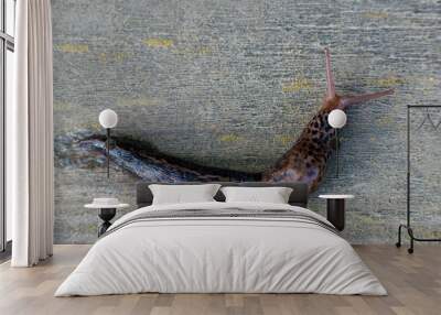 Snail without shell. Leopard slug Limax maximus, family Limacidae, crawls on a wooden surface. Wall mural