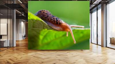 Snail without shell. Leopard slug Limax maximus, family Limacidae, crawls on green leaves. Spring, Ukraine, May Wall mural