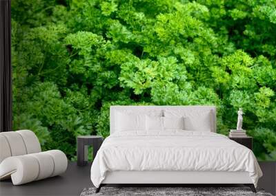 Curly parsley. Plantation of greenery close-up. Food background of green parsley leaves. Wall mural