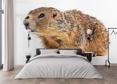 A brown groundhog on a white background. Wall mural