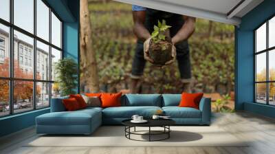 Cropped photo of African American farm worker planting coffee sprout, Rwanda region Wall mural