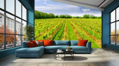 beautiful green vineyard in veneto, italy with rows of young vines on vinery farm and scenic cloudy  Wall mural