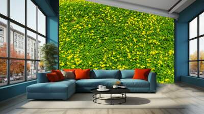 green spring pr summer meadow or field flowering with yellow flowers, nature colorful background for design and wallpaper texture Wall mural