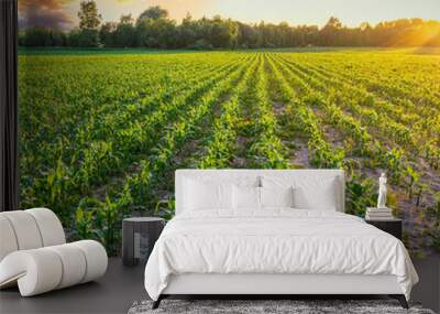 Scenic view at beautiful green corn field during sunset with green grass, deep beautiful cloudy sky , golden sun rays , summer landscape Wall mural