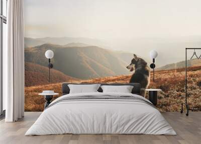 The Siberian Husky travels to the Ukrainian Carpathians. Mountain Range. Black and white dog Cute Husky Wall mural