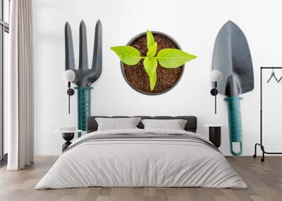 Vegetable seedlings and garden tools isolated on white Wall mural