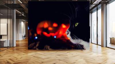 Black cat close-up on the background of two glowing pumpkins. concept of the Halloween background. Wall mural