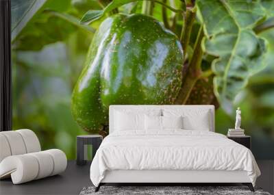 green sweet peppers grow in the garden. Harvest. Beautiful vegetable background of peppers Wall mural