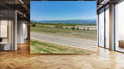 Overview of agricultural fields against the background of mountains using a drone. Variety of fields with planted rows of bushes, vineyards, trees on a sunny day Wall mural