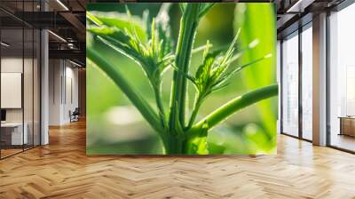 cannabis internode marijuana plant Wall mural