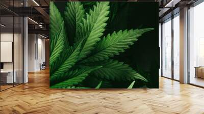 cannabis leaf Wall mural