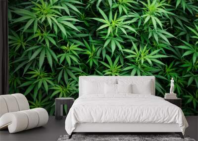 cannabis wallpaper marijuana plant background, leaf pattern, weed Wall mural