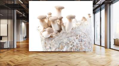 king oyster cultivation mushrooms Wall mural