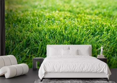 lawn field green meadow grass plant Wall mural