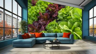 leaf lettuce field Wall mural