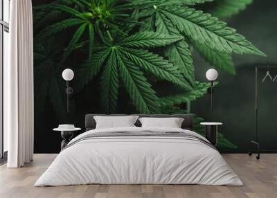 Marijuana leaves, cannabis on a dark background Wall mural