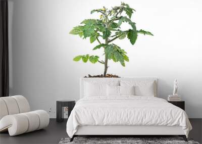 seedlings of tomato plants Wall mural