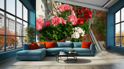 royal geranium with bright flowers on the balcony close-up Wall mural