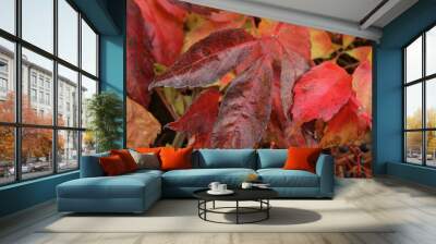 virgin ivy in autumn Wall mural