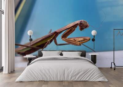 praying mantis on a white background Wall mural