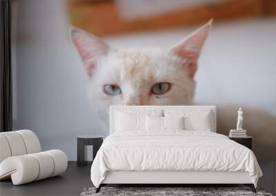 cat sitting on the floor and looking at the camera. Wall mural