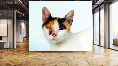 A 2 year old adult domestic cat with a wound over its right eye is relaxing on a white background. Close up image of a white cat with a pattern that is posing lazily and looks very relaxed and cute Wall mural