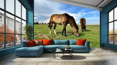 horses graze in the meadow
 Wall mural