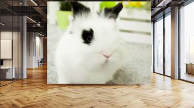 White rabbit with black ears, Children play with a rabbit Wall mural