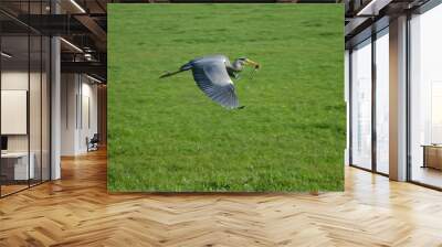 Heron catching frog Wall mural