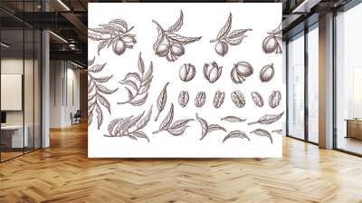 Pecan nut set Vector plant Hand drawn illustration Wall mural