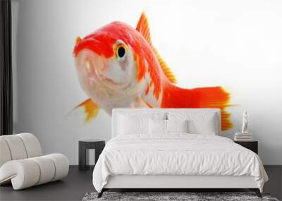 goldfish Wall mural