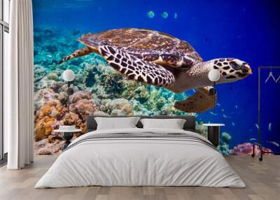 Hawksbill Turtle - Eretmochelys imbricata Wall mural