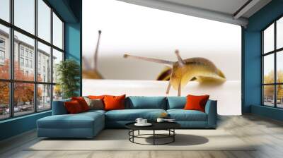 Snail isolated over white Wall mural