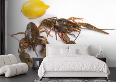 Crawfish. Isolated on a white background. Wall mural